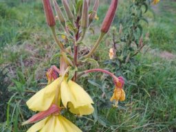 Oenethera biennis buds